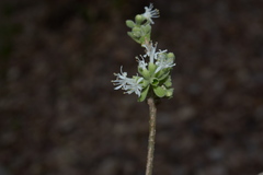 Symphorema polyandrum